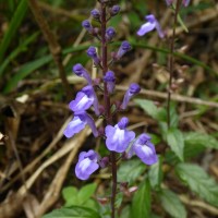 Scutellaria violacea var. violacea Heyne ex Benth.